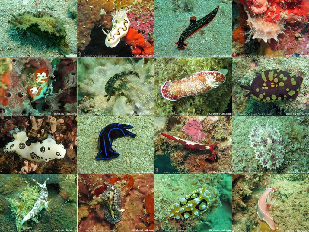 Magic Oceans Dive Resort Anda  Exteriér fotografie