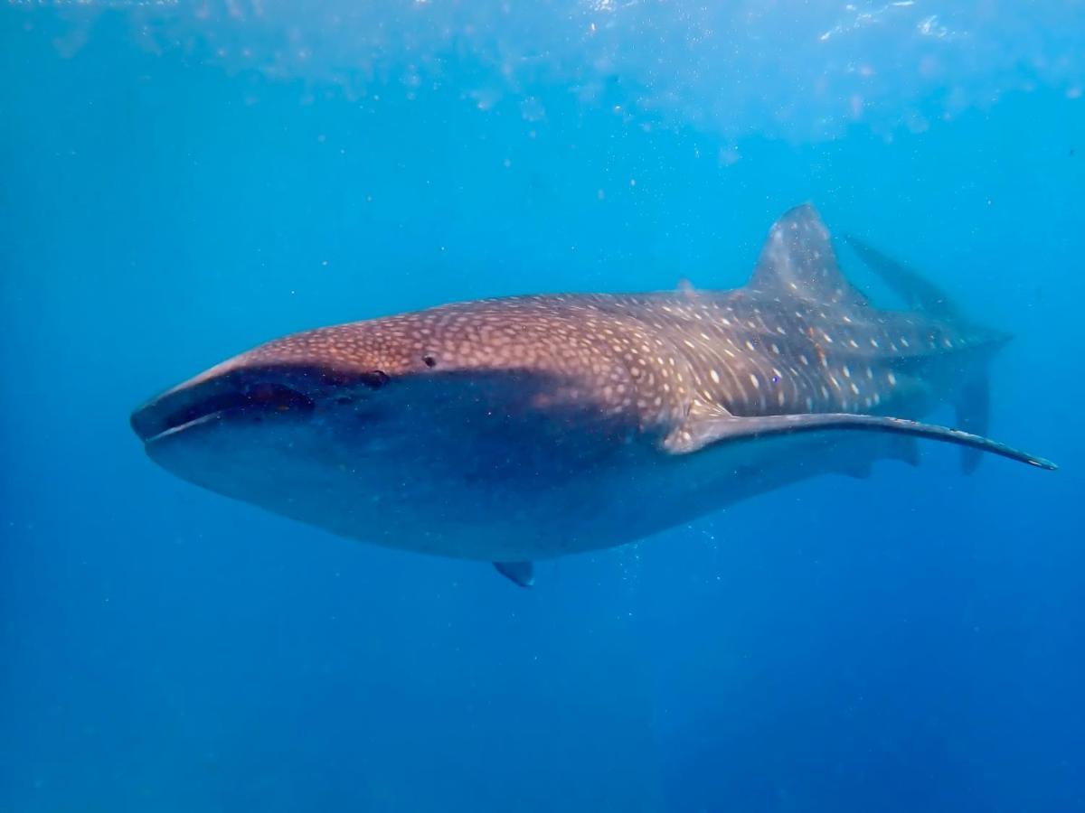 Magic Oceans Dive Resort Anda  Exteriér fotografie