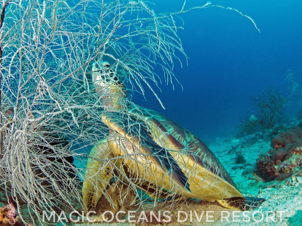 Magic Oceans Dive Resort Anda  Exteriér fotografie